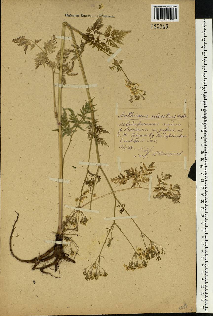 Anthriscus sylvestris, Eastern Europe, Central region (E4) (Russia)