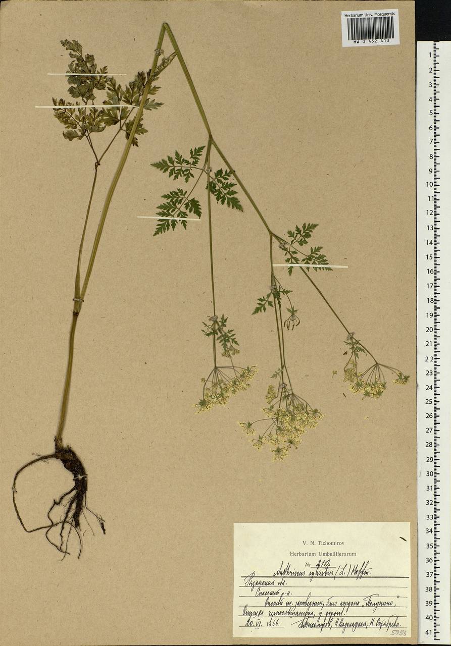 Anthriscus sylvestris, Eastern Europe, Central region (E4) (Russia)