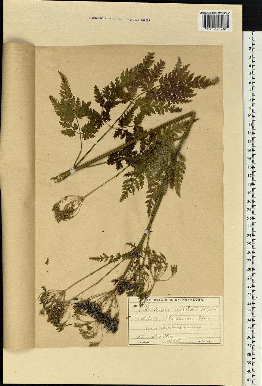 Anthriscus sylvestris, Eastern Europe, Moscow region (E4a) (Russia)