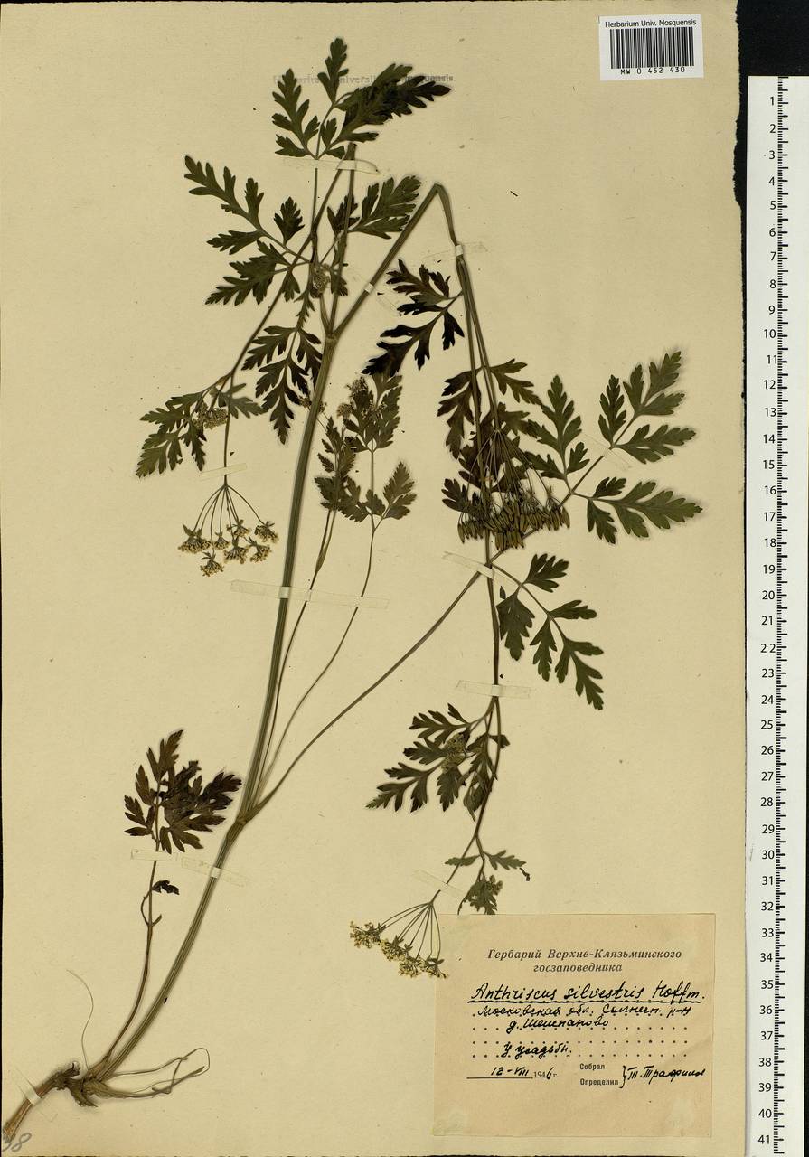 Anthriscus sylvestris, Eastern Europe, Moscow region (E4a) (Russia)