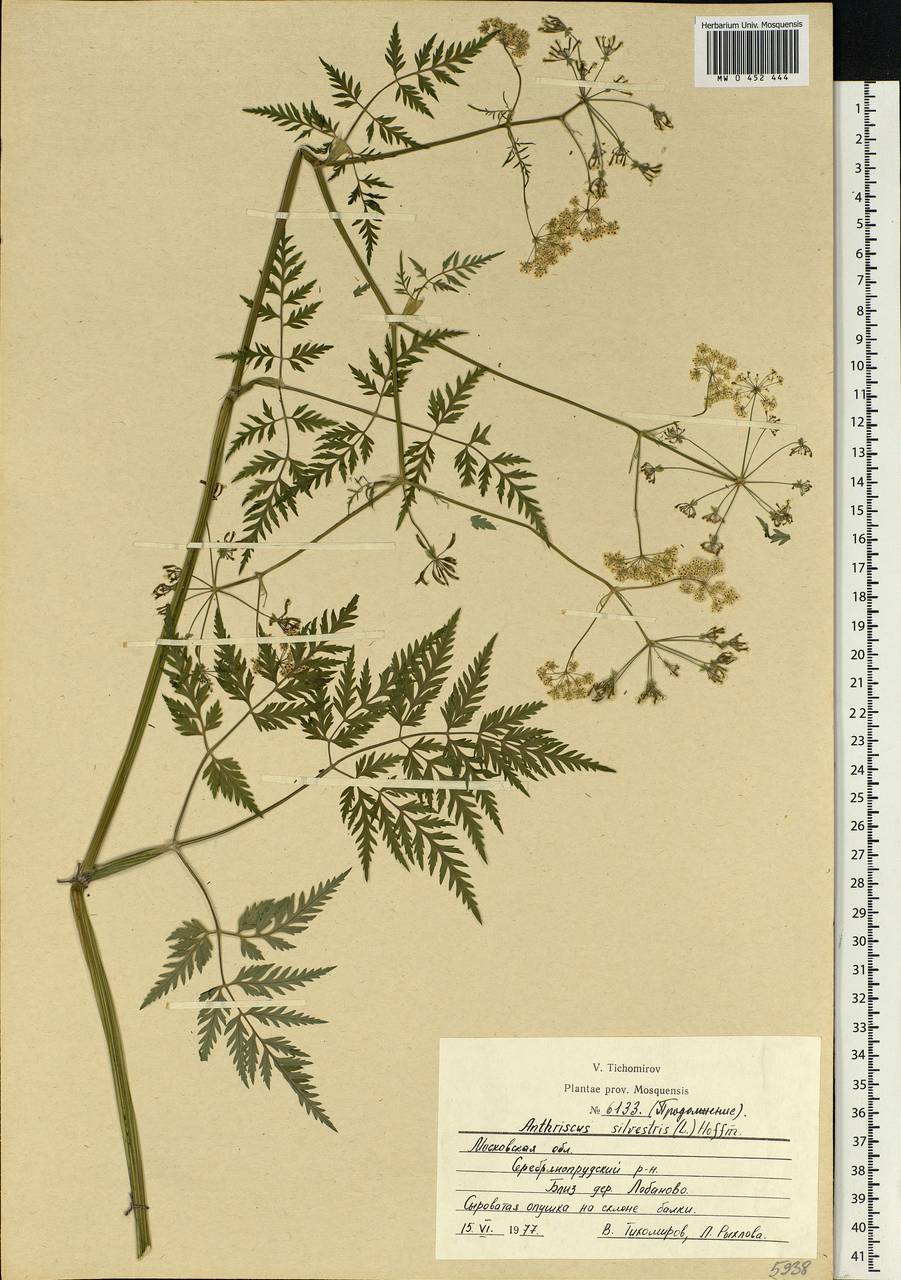 Anthriscus sylvestris, Eastern Europe, Moscow region (E4a) (Russia)