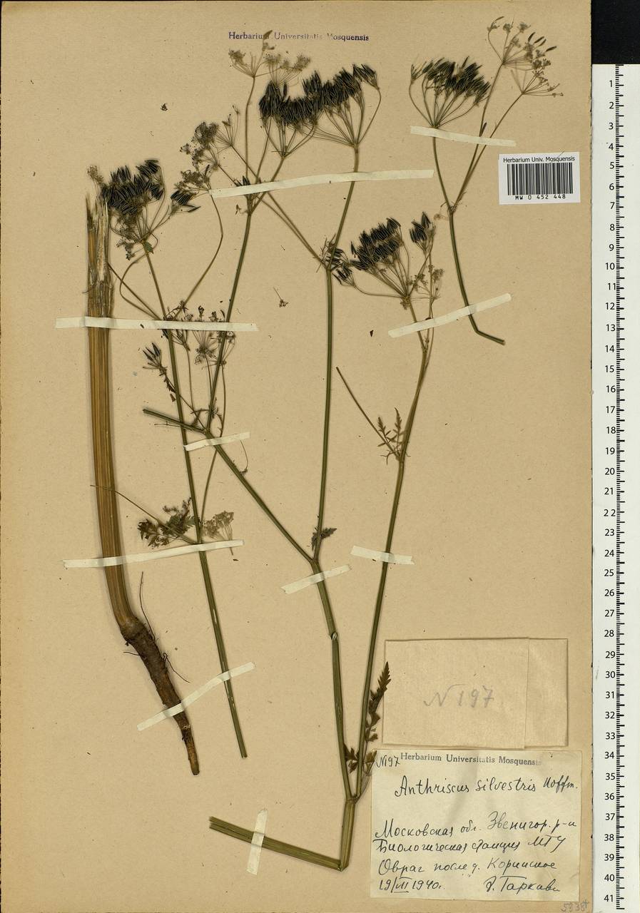 Anthriscus sylvestris (L.) Hoffm., Eastern Europe, Moscow region (E4a) (Russia)