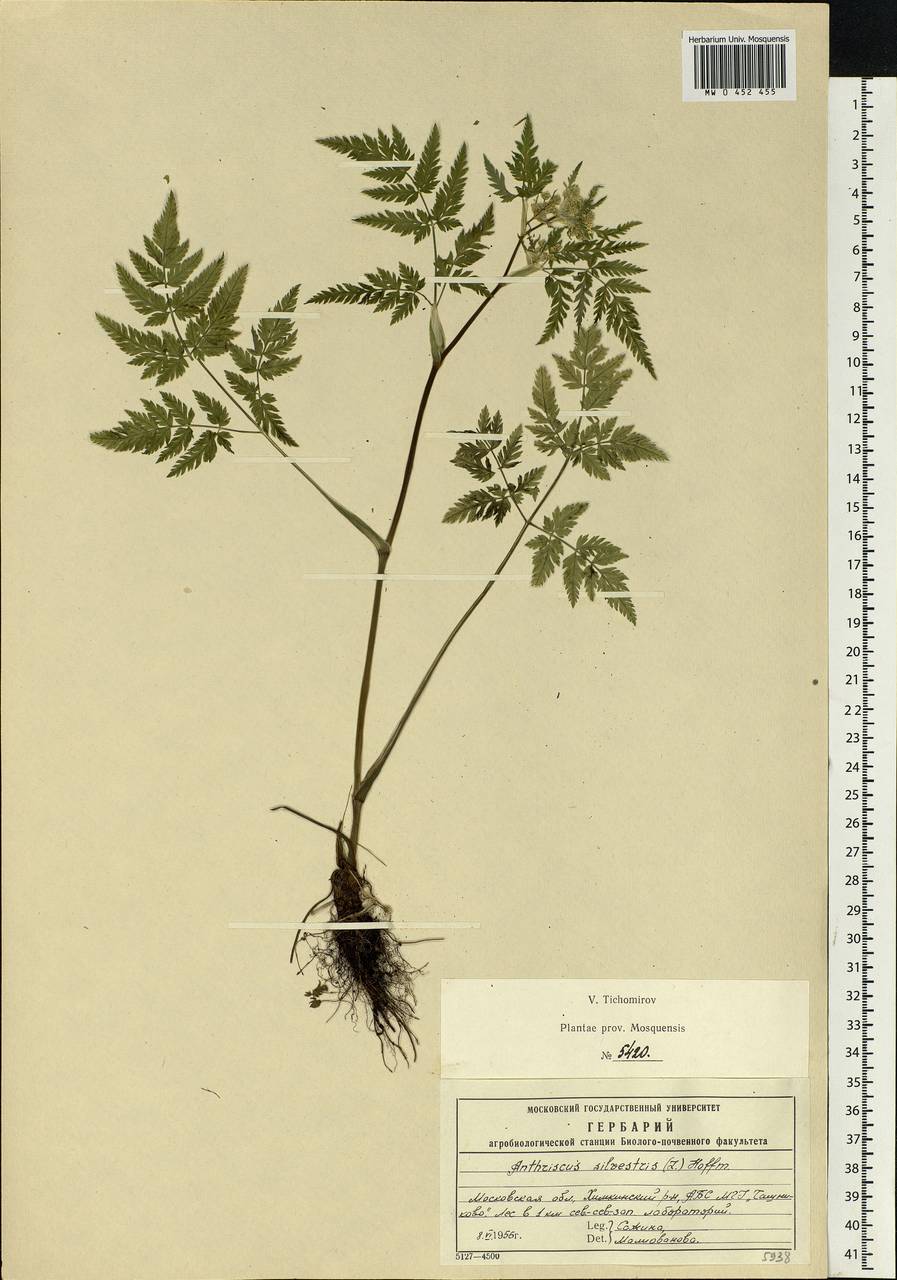 Anthriscus sylvestris, Eastern Europe, Moscow region (E4a) (Russia)