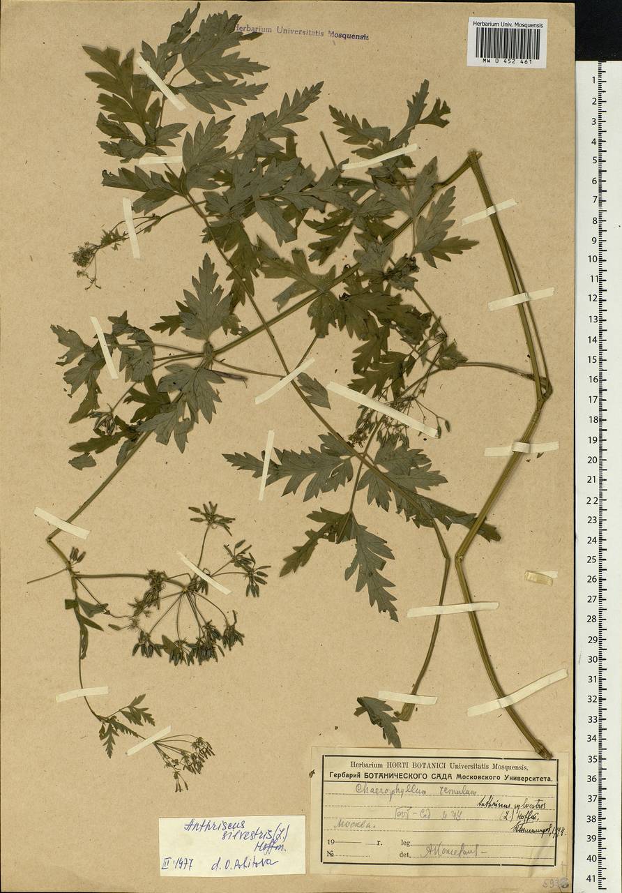 Anthriscus sylvestris (L.) Hoffm., Eastern Europe, Moscow region (E4a) (Russia)