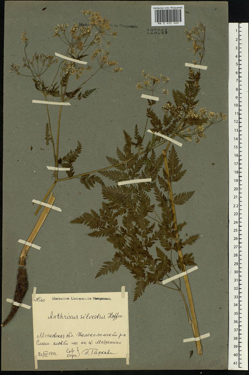 Anthriscus sylvestris, Eastern Europe, Moscow region (E4a) (Russia)