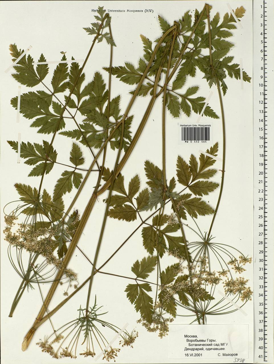 Anthriscus sylvestris, Eastern Europe, Moscow region (E4a) (Russia)