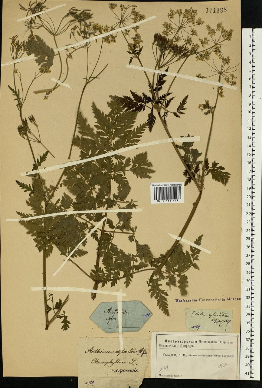 Anthriscus sylvestris, Eastern Europe, Moscow region (E4a) (Russia)