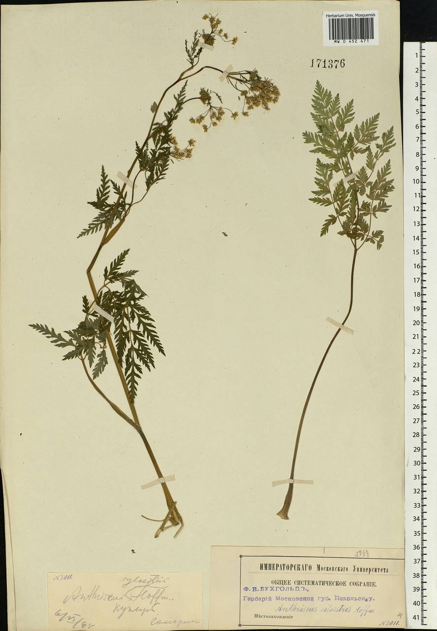 Anthriscus sylvestris (L.) Hoffm., Eastern Europe, Moscow region (E4a) (Russia)