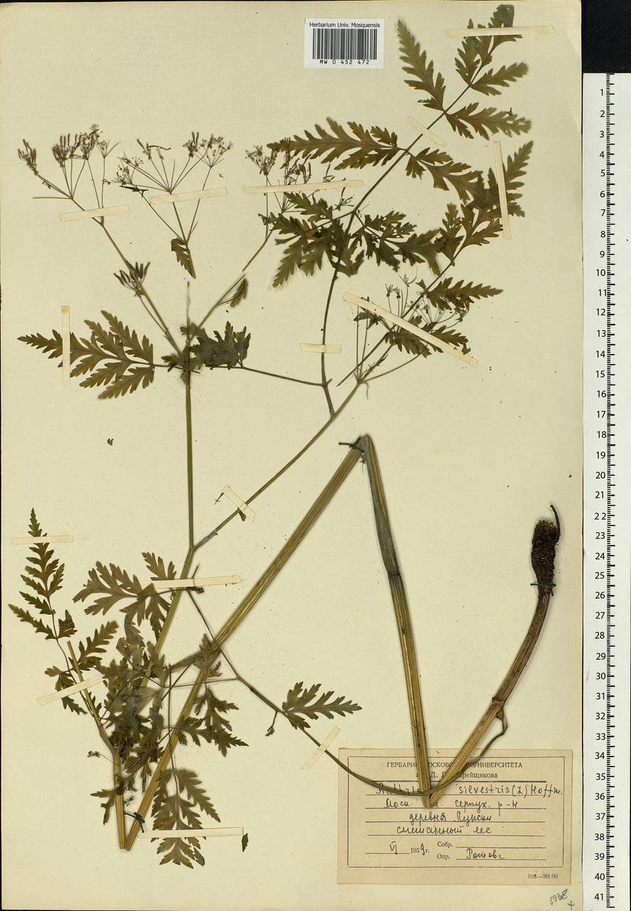 Anthriscus sylvestris, Eastern Europe, Moscow region (E4a) (Russia)