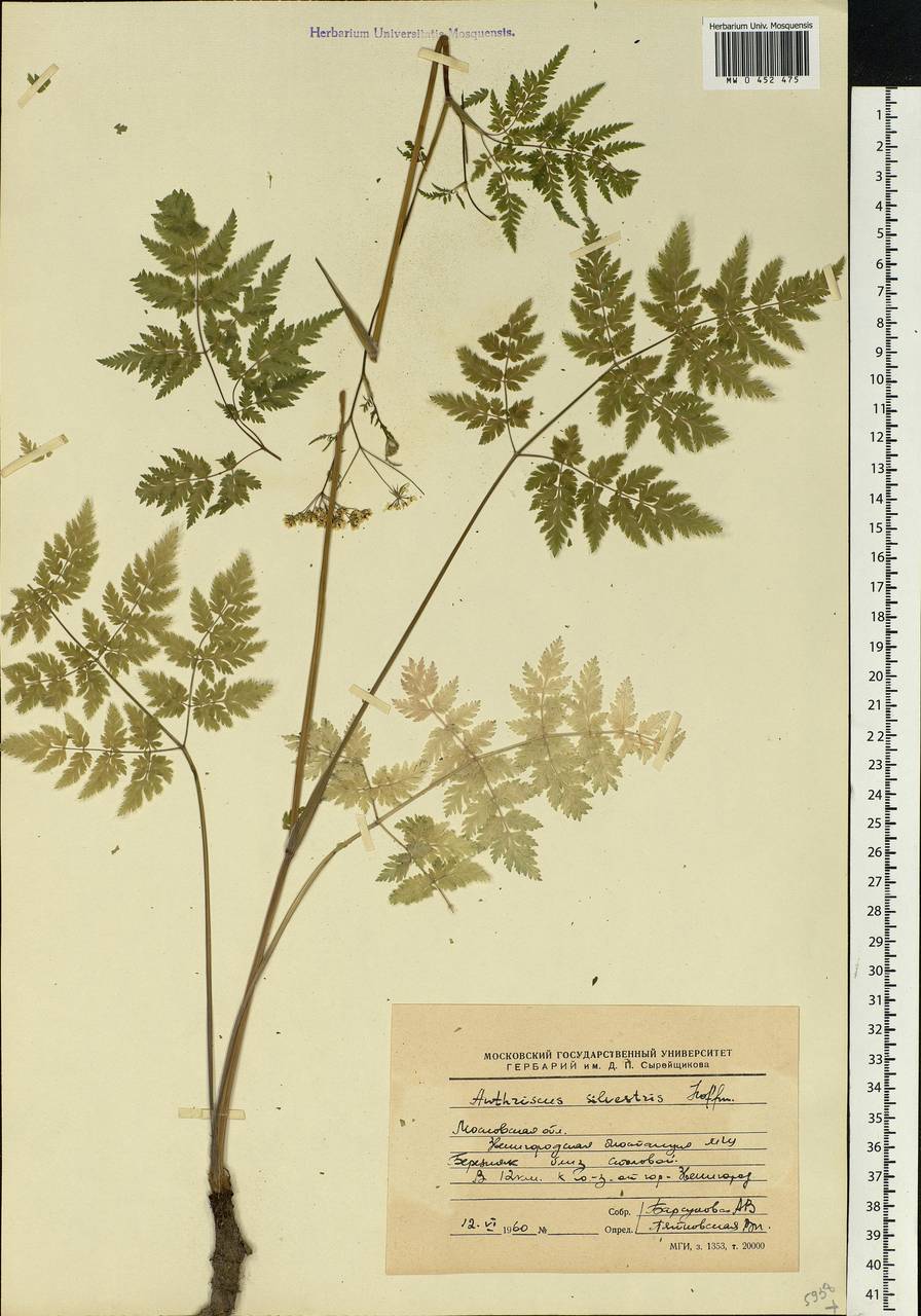 Anthriscus sylvestris, Eastern Europe, Moscow region (E4a) (Russia)