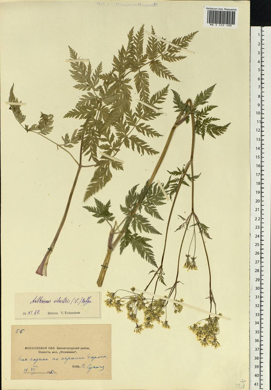 Anthriscus sylvestris, Eastern Europe, Moscow region (E4a) (Russia)