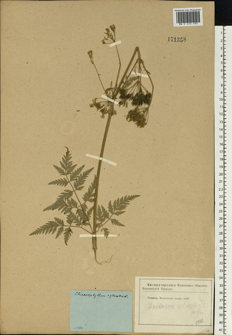 Anthriscus sylvestris, Eastern Europe, Moscow region (E4a) (Russia)