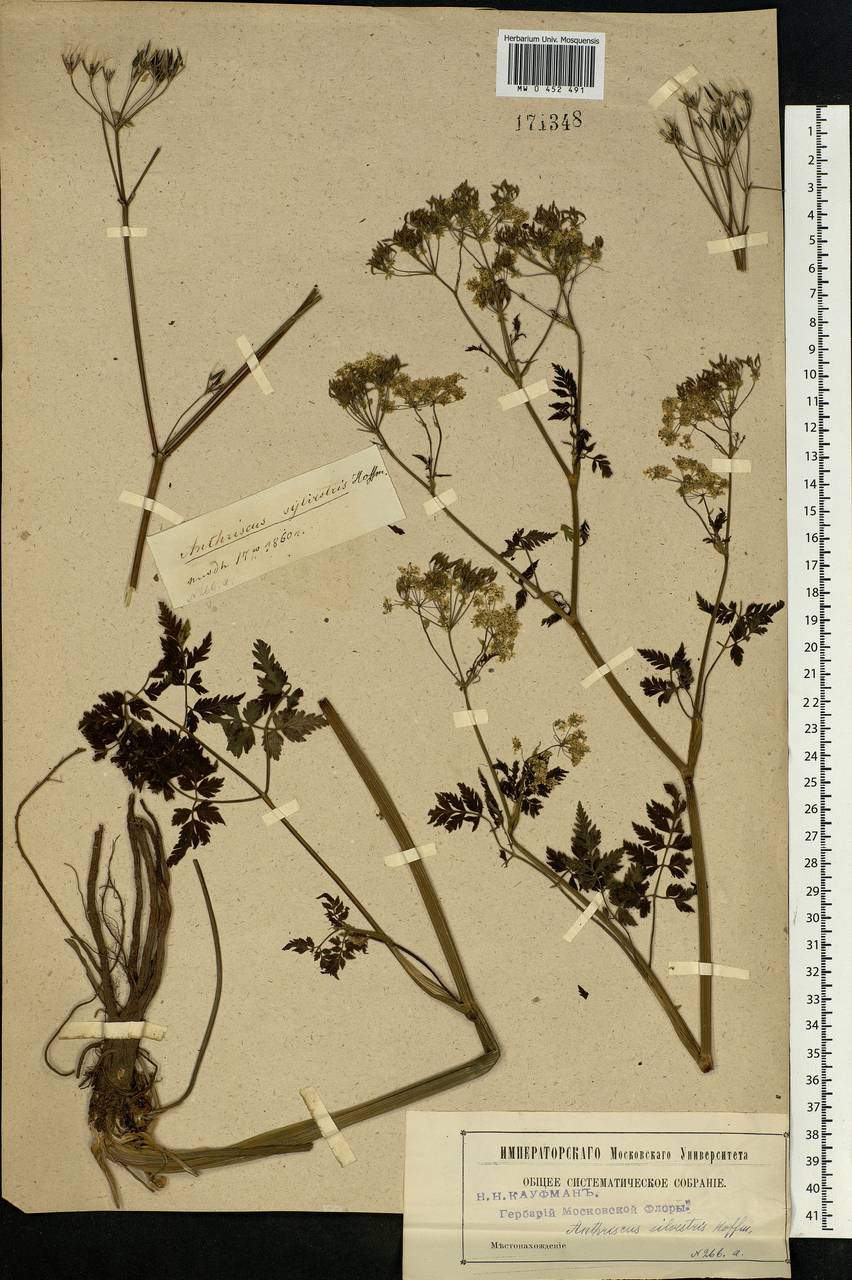 Anthriscus sylvestris (L.) Hoffm., Eastern Europe, Moscow region (E4a) (Russia)
