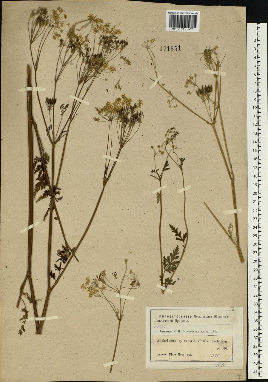 Anthriscus sylvestris, Eastern Europe, Moscow region (E4a) (Russia)