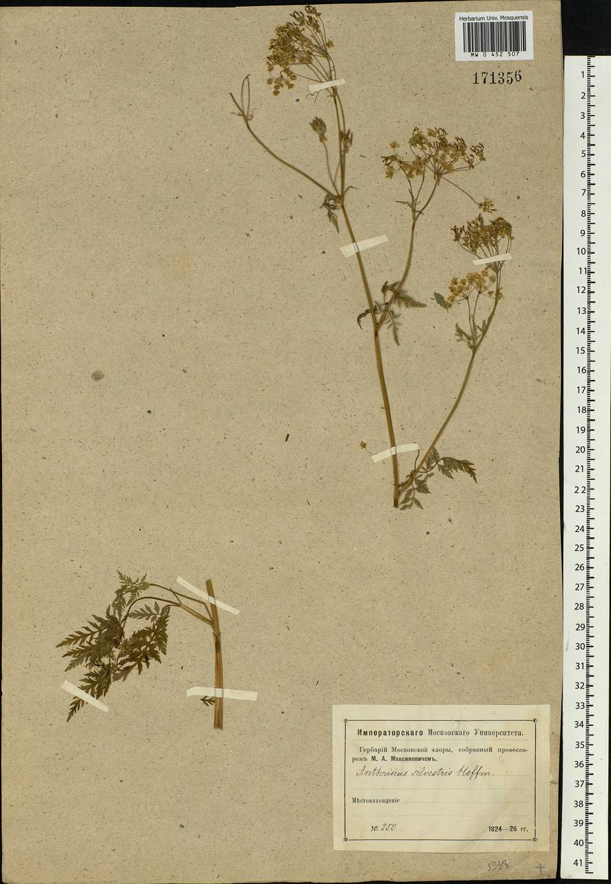 Anthriscus sylvestris, Eastern Europe, Moscow region (E4a) (Russia)