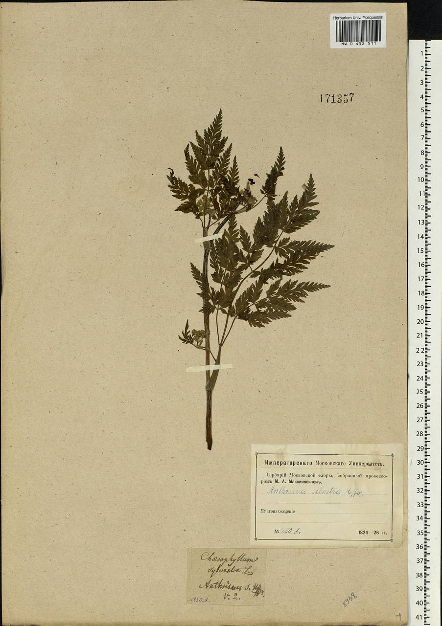 Anthriscus sylvestris, Eastern Europe, Moscow region (E4a) (Russia)