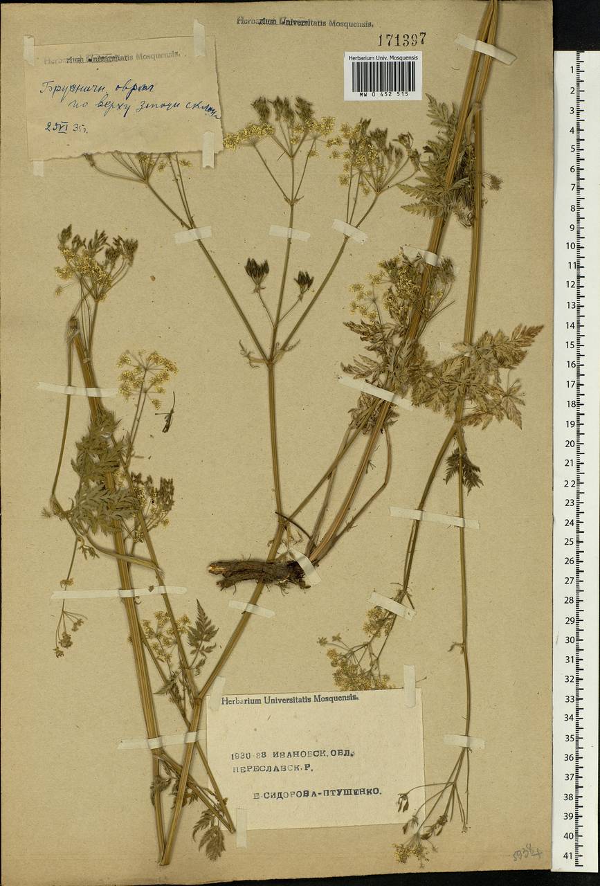 Anthriscus sylvestris, Eastern Europe, Central forest region (E5) (Russia)