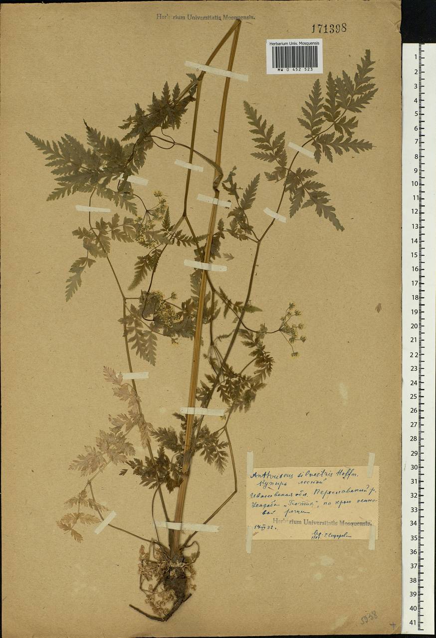 Anthriscus sylvestris, Eastern Europe, Central forest region (E5) (Russia)