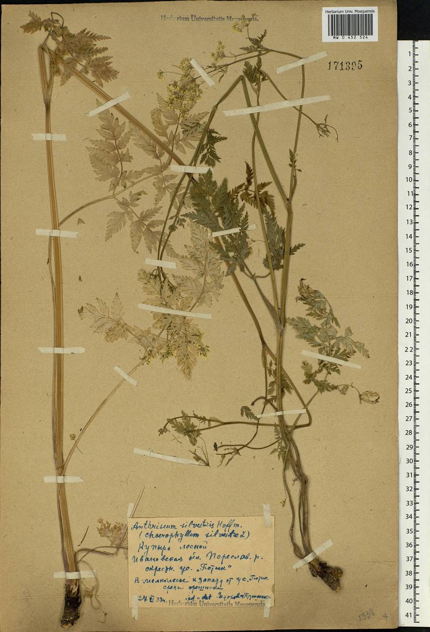 Anthriscus sylvestris, Eastern Europe, Central forest region (E5) (Russia)