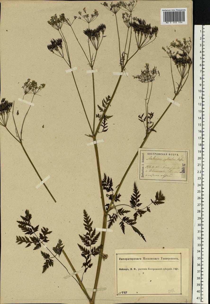 Anthriscus sylvestris, Eastern Europe, Central forest region (E5) (Russia)