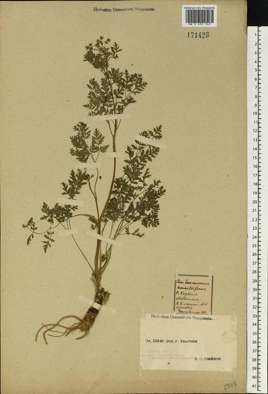 Anthriscus sylvestris (L.) Hoffm., Eastern Europe, Central forest-and-steppe region (E6) (Russia)