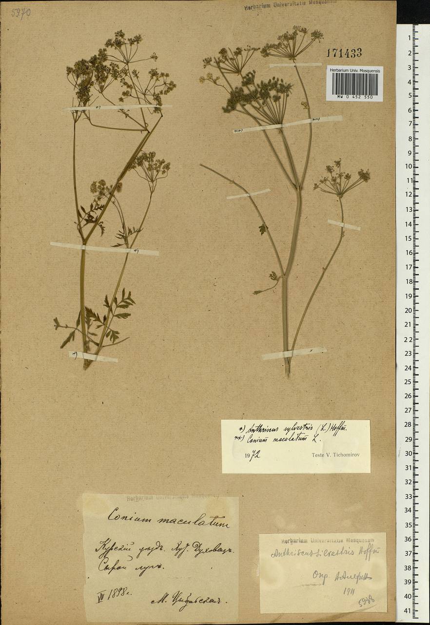 Anthriscus sylvestris, Eastern Europe, Central forest-and-steppe region (E6) (Russia)