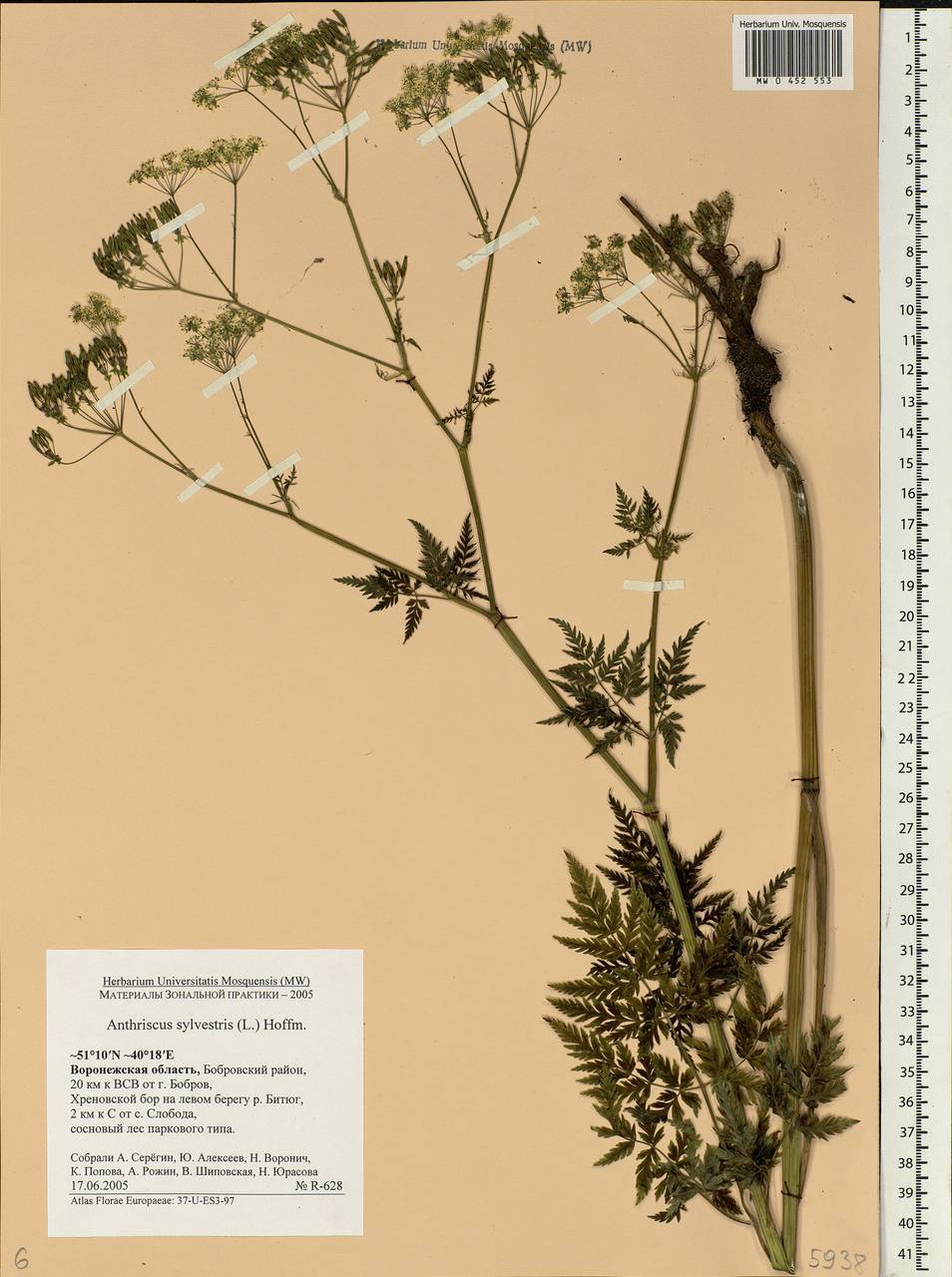 Anthriscus sylvestris, Eastern Europe, Central forest-and-steppe region (E6) (Russia)