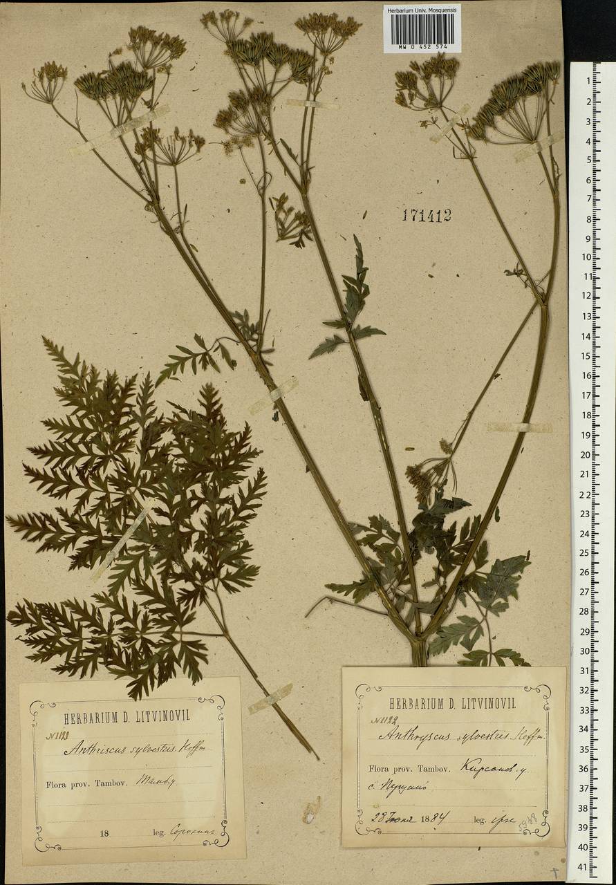 Anthriscus sylvestris, Eastern Europe, Central forest-and-steppe region (E6) (Russia)