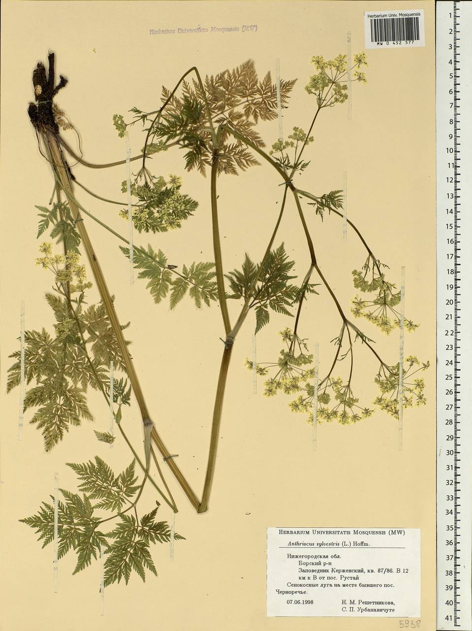 Anthriscus sylvestris, Eastern Europe, Volga-Kama region (E7) (Russia)