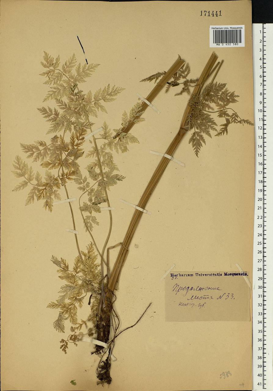 Anthriscus sylvestris, Eastern Europe, Volga-Kama region (E7) (Russia)
