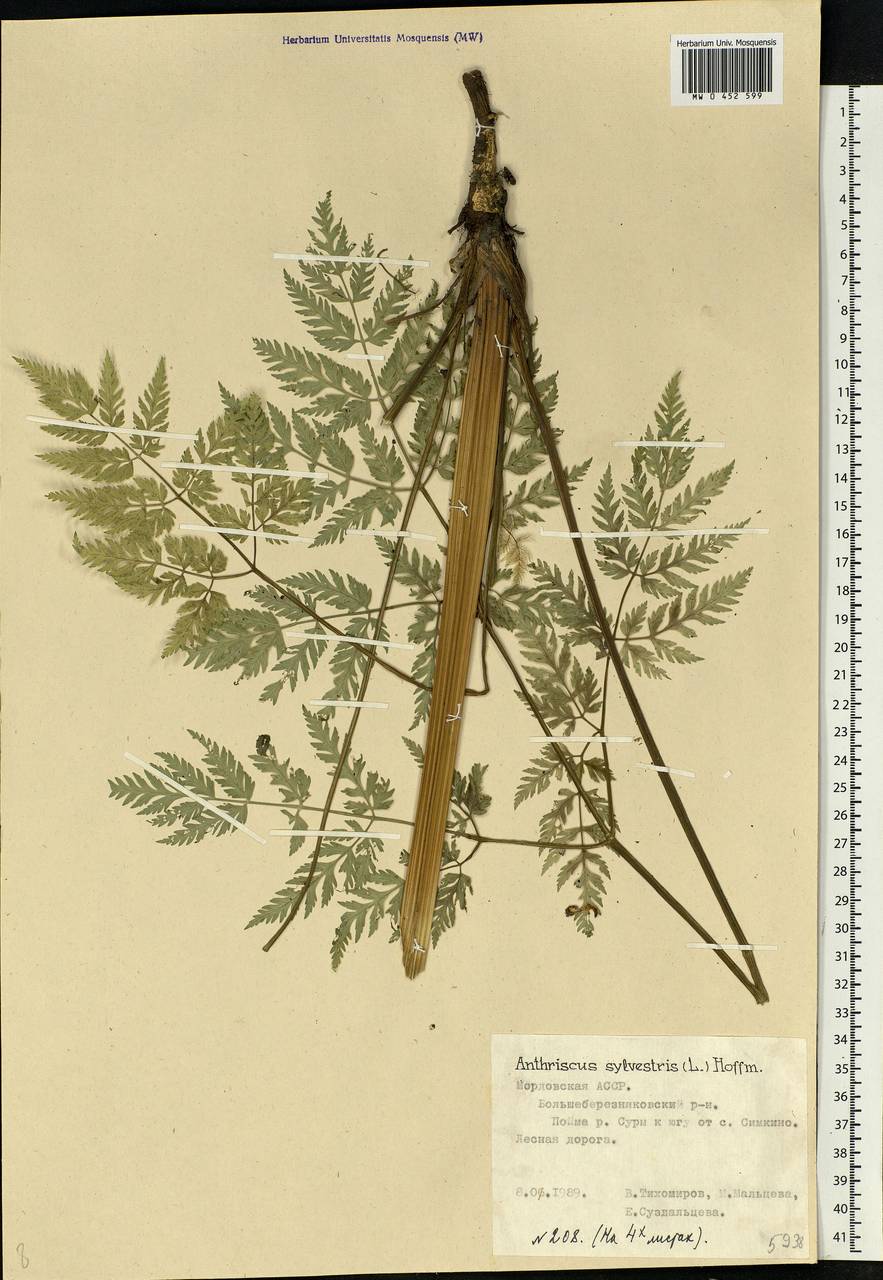 Anthriscus sylvestris, Eastern Europe, Middle Volga region (E8) (Russia)