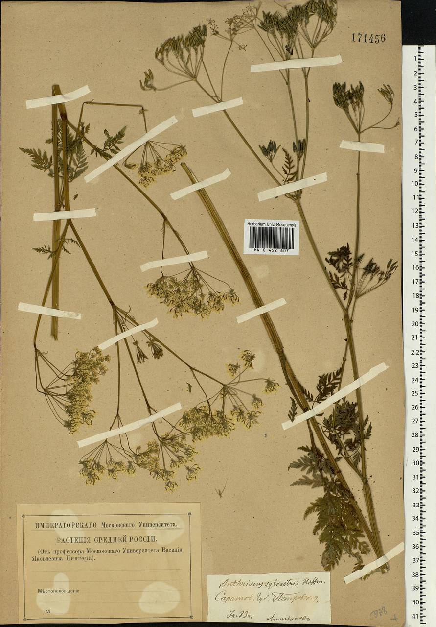 Anthriscus sylvestris, Eastern Europe, Lower Volga region (E9) (Russia)