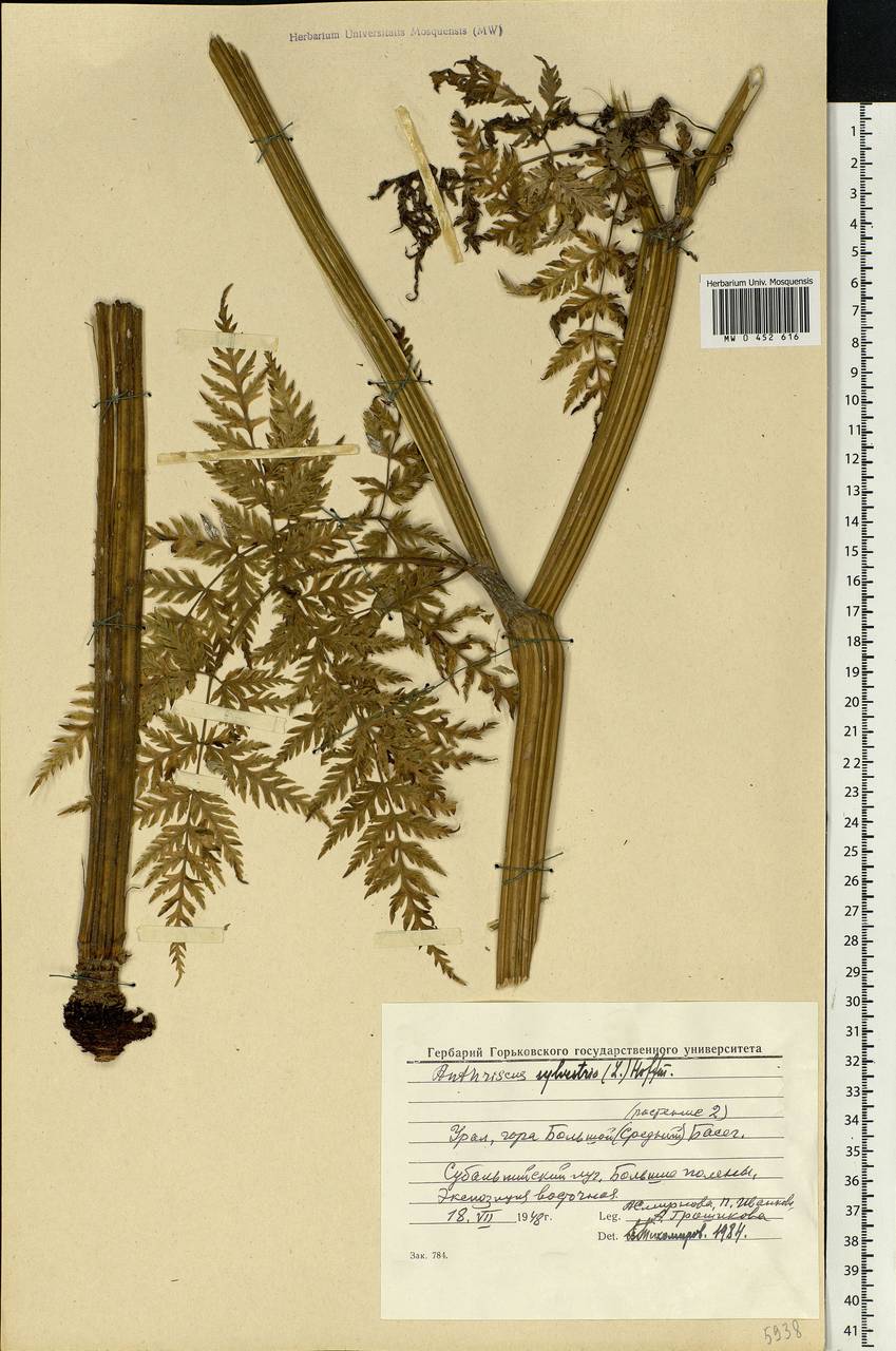 Anthriscus sylvestris, Eastern Europe, Eastern region (E10) (Russia)