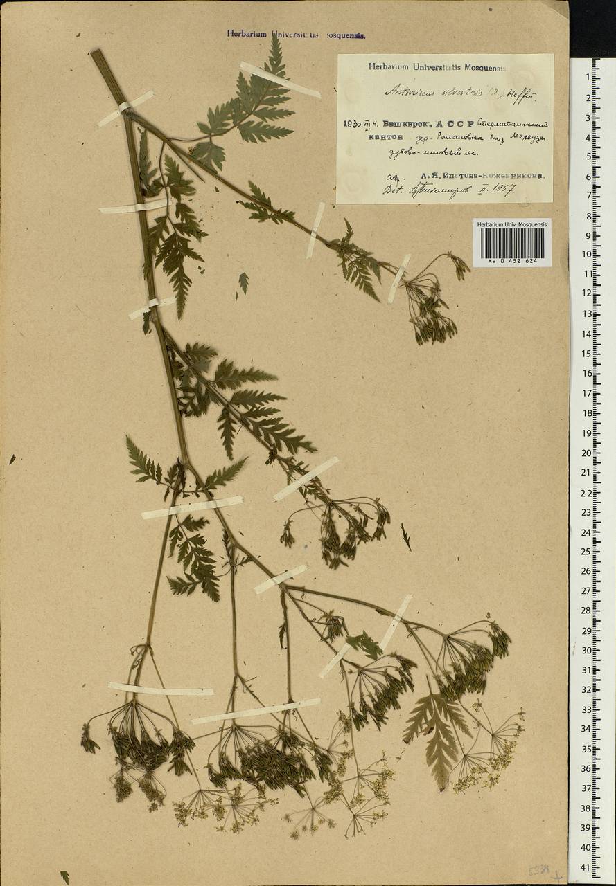 Anthriscus sylvestris, Eastern Europe, Eastern region (E10) (Russia)