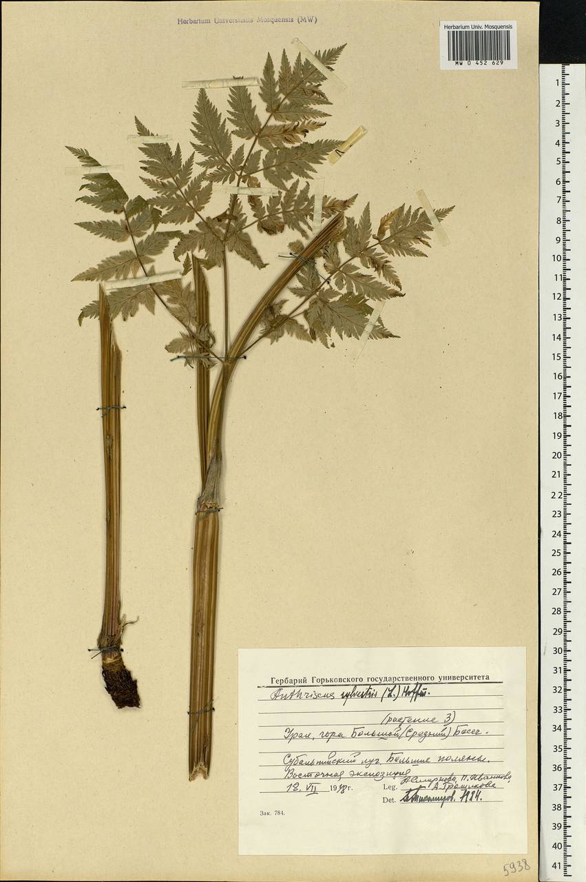 Anthriscus sylvestris, Eastern Europe, Eastern region (E10) (Russia)