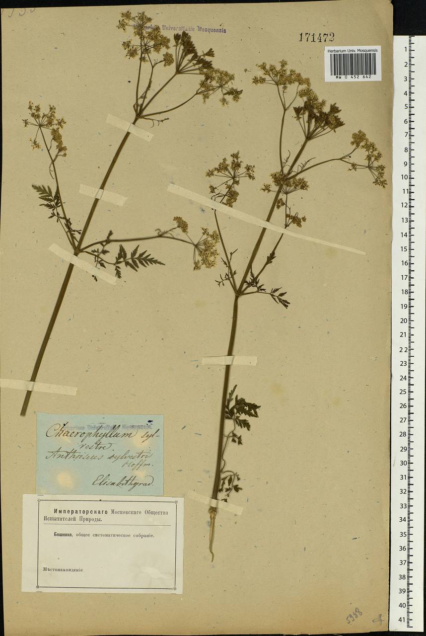 Anthriscus sylvestris (L.) Hoffm., Eastern Europe, South Ukrainian region (E12) (Ukraine)