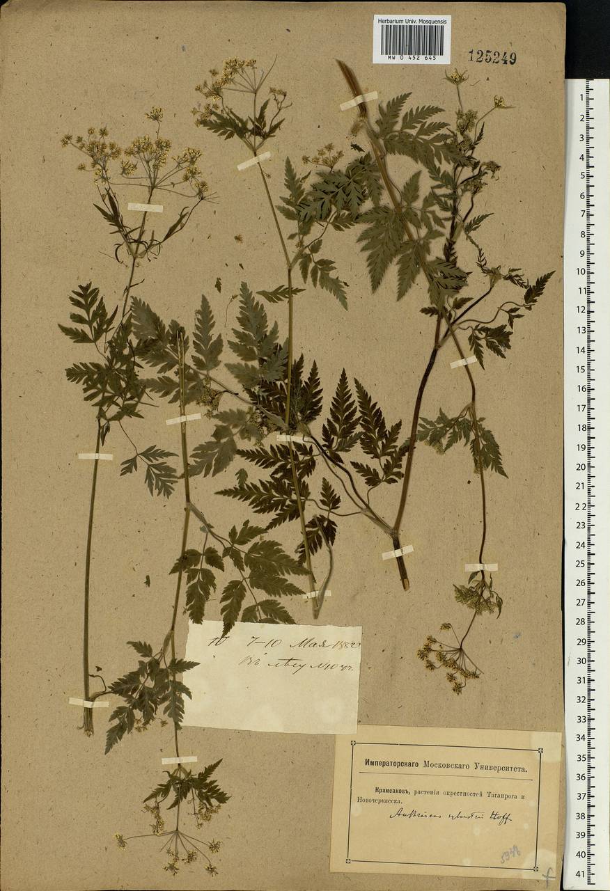 Anthriscus sylvestris, Eastern Europe, North Ukrainian region (E11) (Ukraine)