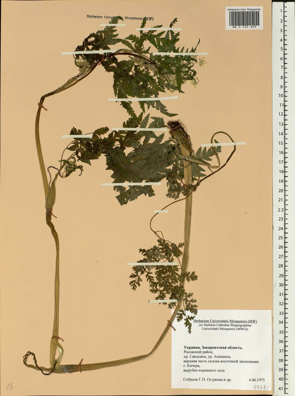 Anthriscus sylvestris, Eastern Europe, West Ukrainian region (E13) (Ukraine)