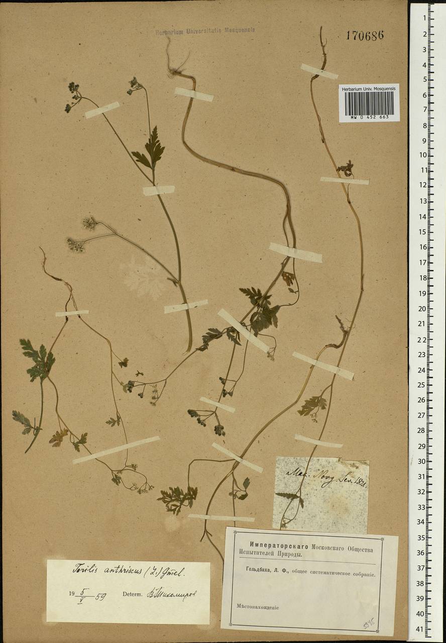 Torilis japonica (Houtt.) DC., Eastern Europe, North-Western region (E2) (Russia)