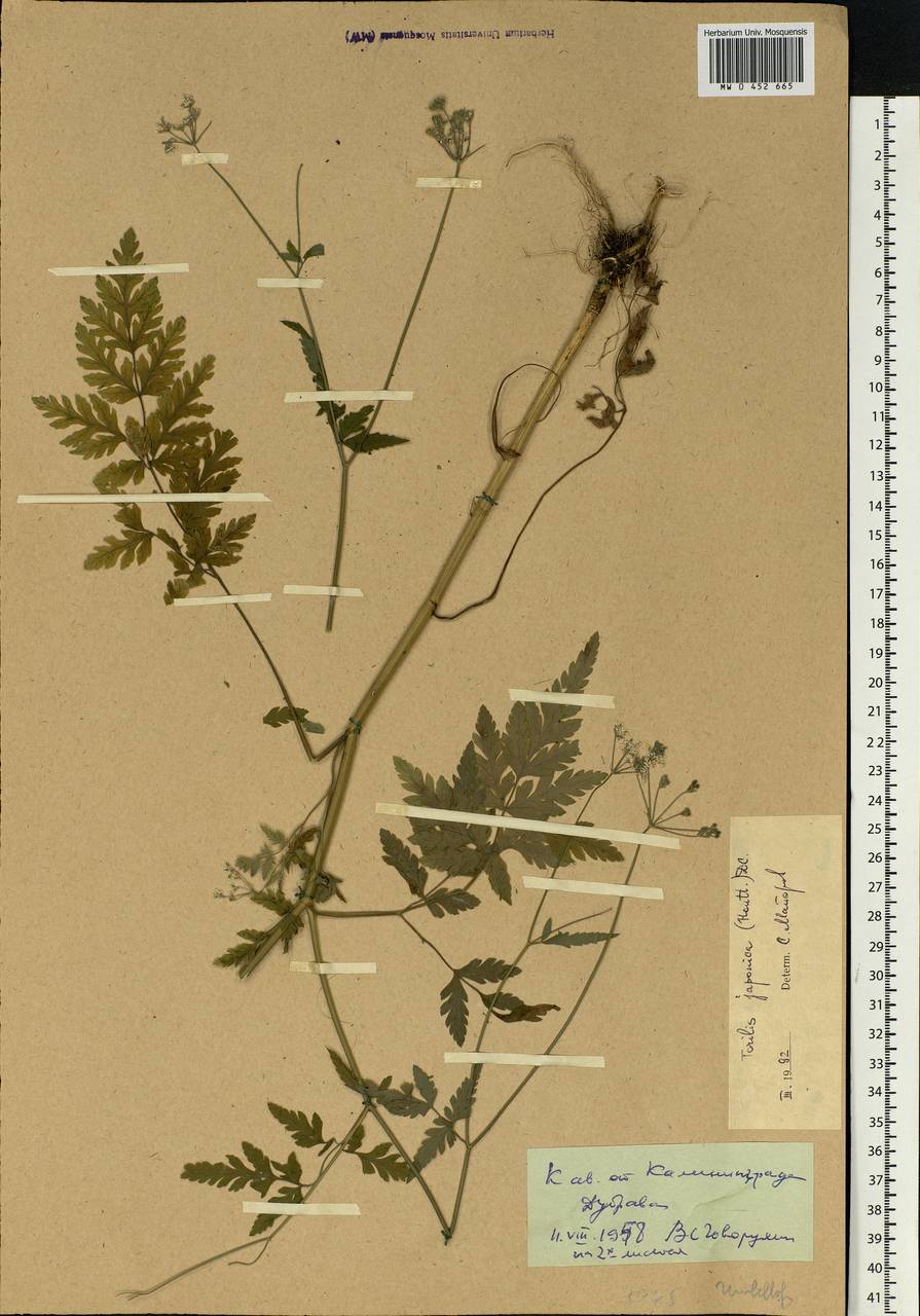 Torilis japonica (Houtt.) DC., Eastern Europe, North-Western region (E2) (Russia)