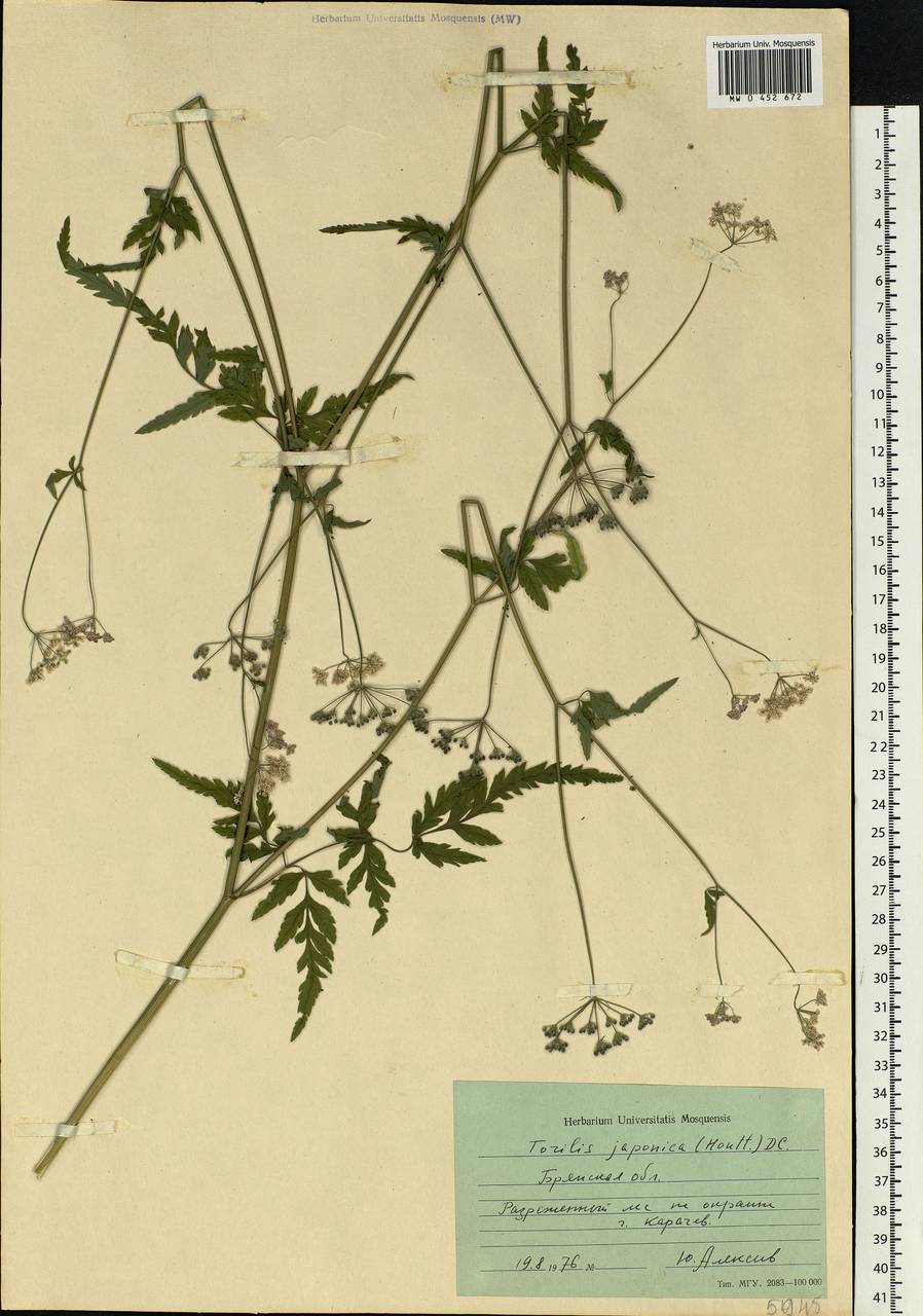 Torilis japonica (Houtt.) DC., Eastern Europe, Western region (E3) (Russia)