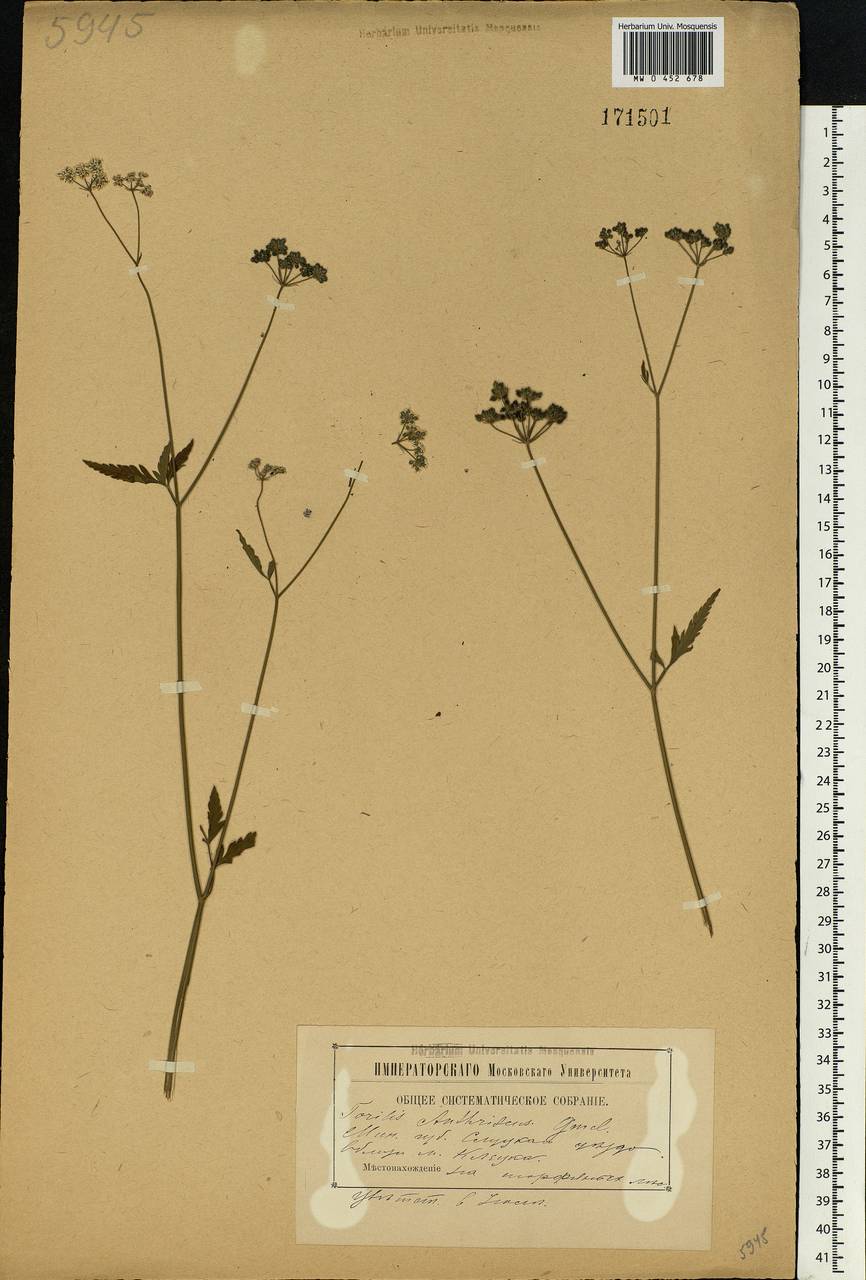 Torilis japonica (Houtt.) DC., Eastern Europe, Belarus (E3a) (Belarus)