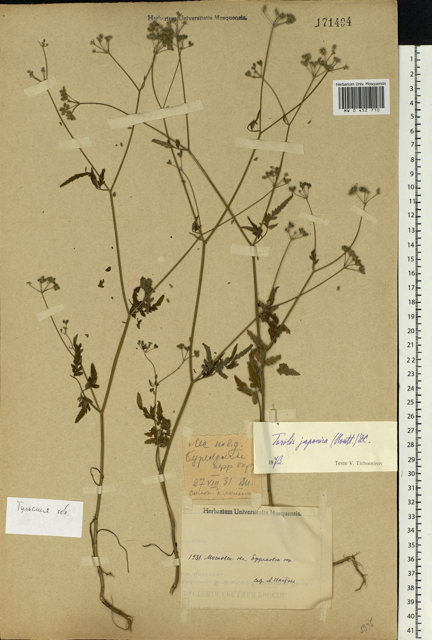 Torilis japonica (Houtt.) DC., Eastern Europe, Central region (E4) (Russia)