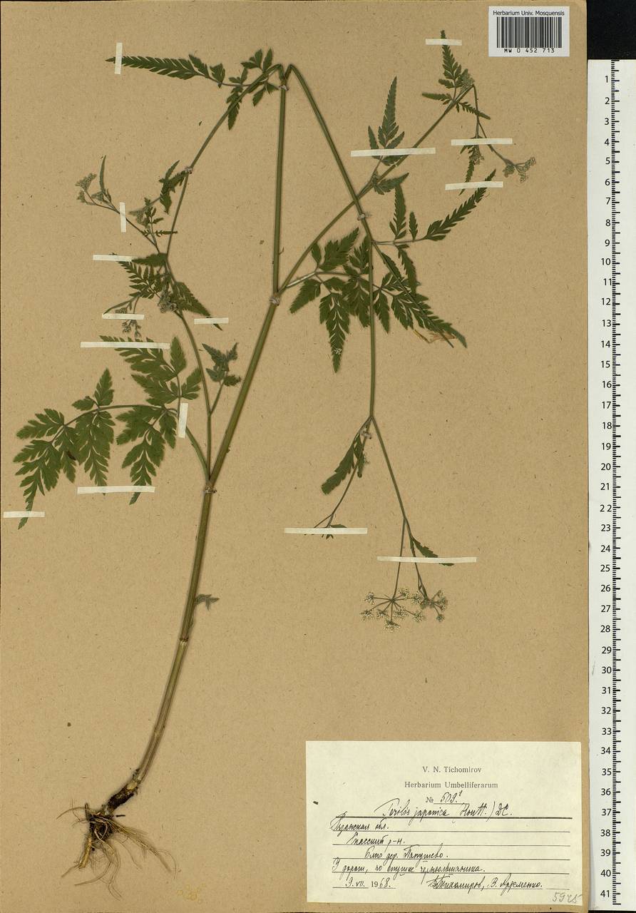 Torilis japonica (Houtt.) DC., Eastern Europe, Central region (E4) (Russia)