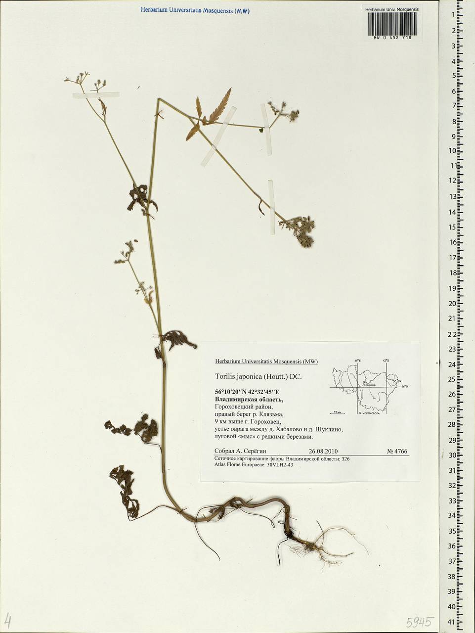 Torilis japonica (Houtt.) DC., Eastern Europe, Central region (E4) (Russia)