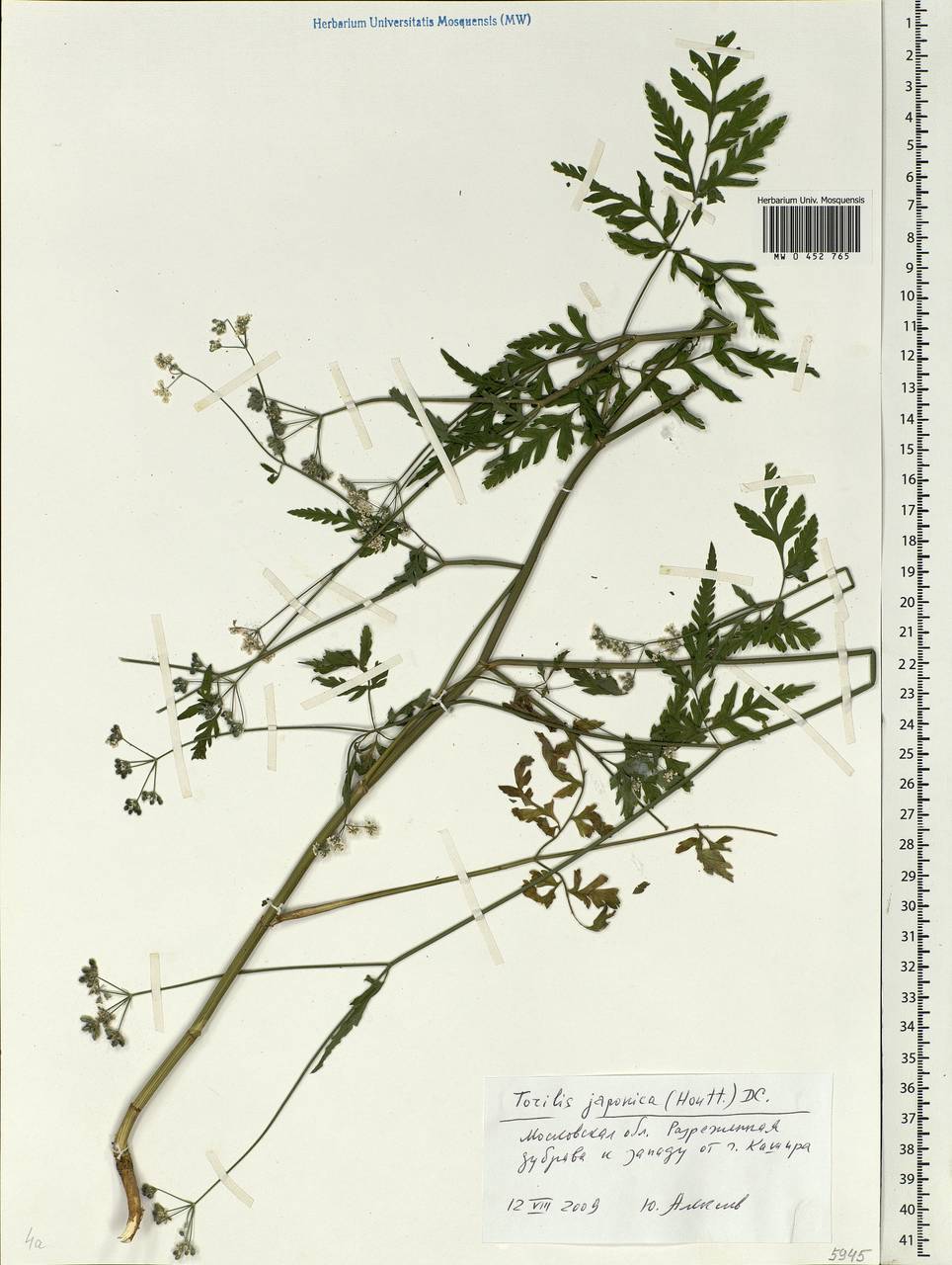 Torilis japonica (Houtt.) DC., Eastern Europe, Moscow region (E4a) (Russia)