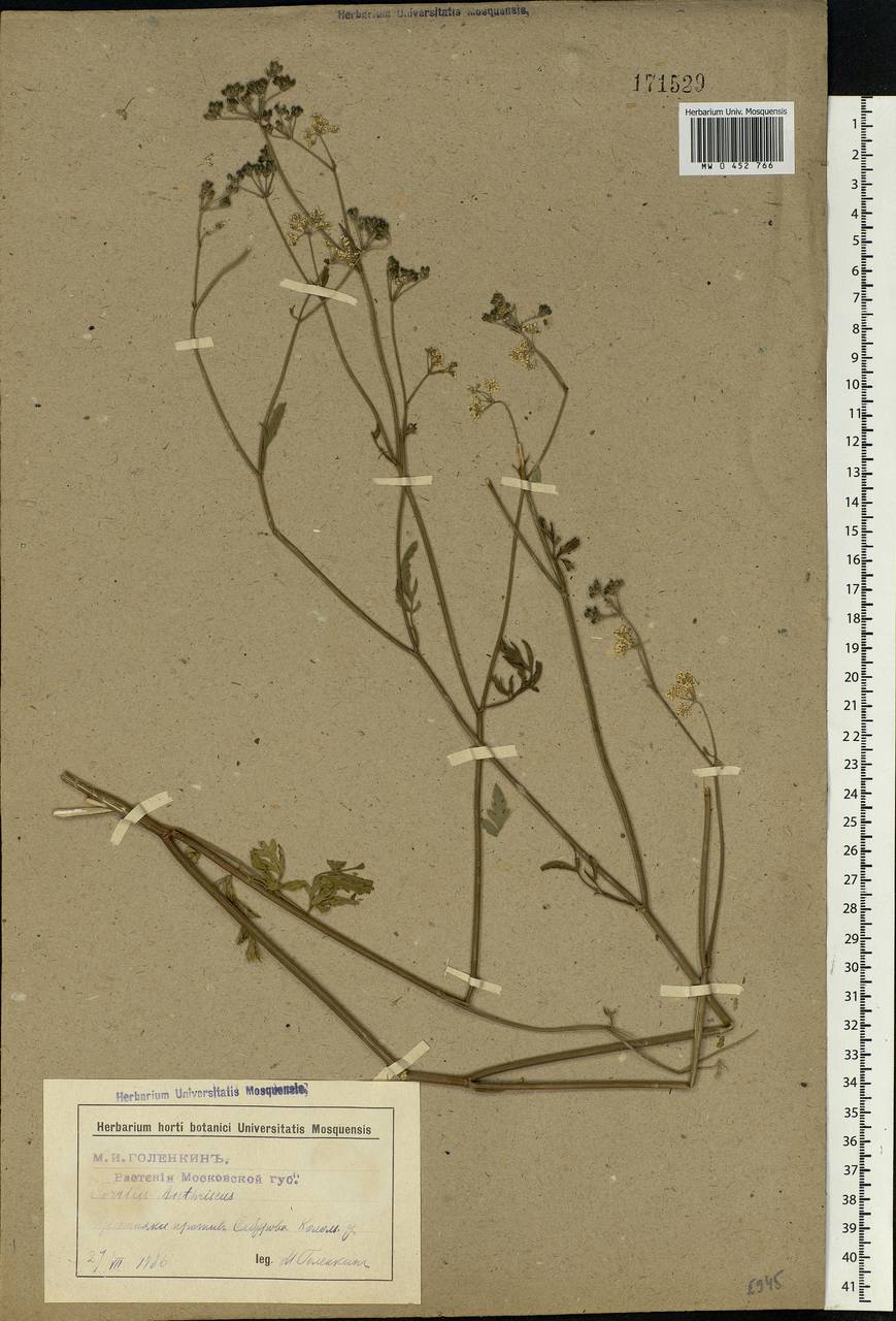 Torilis japonica (Houtt.) DC., Eastern Europe, Moscow region (E4a) (Russia)