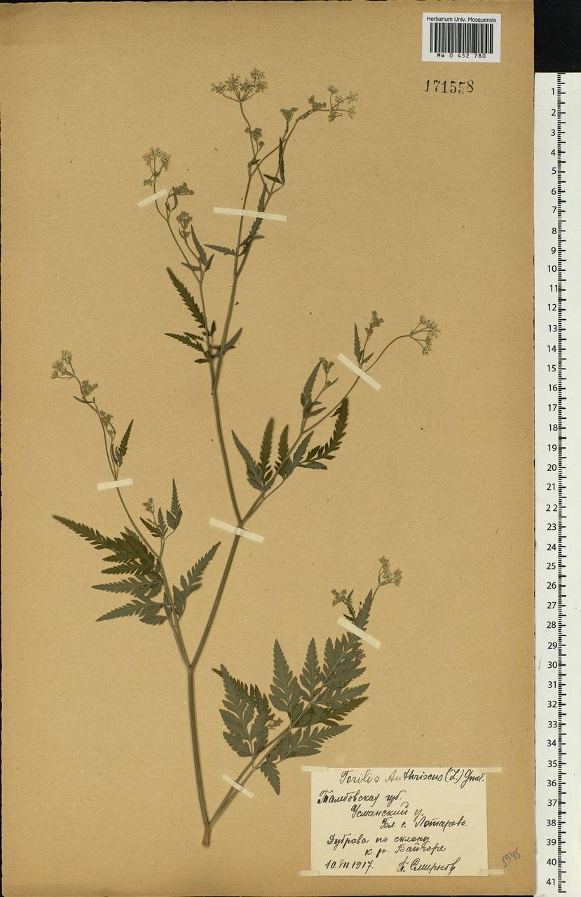 Torilis japonica (Houtt.) DC., Eastern Europe, Central forest-and-steppe region (E6) (Russia)