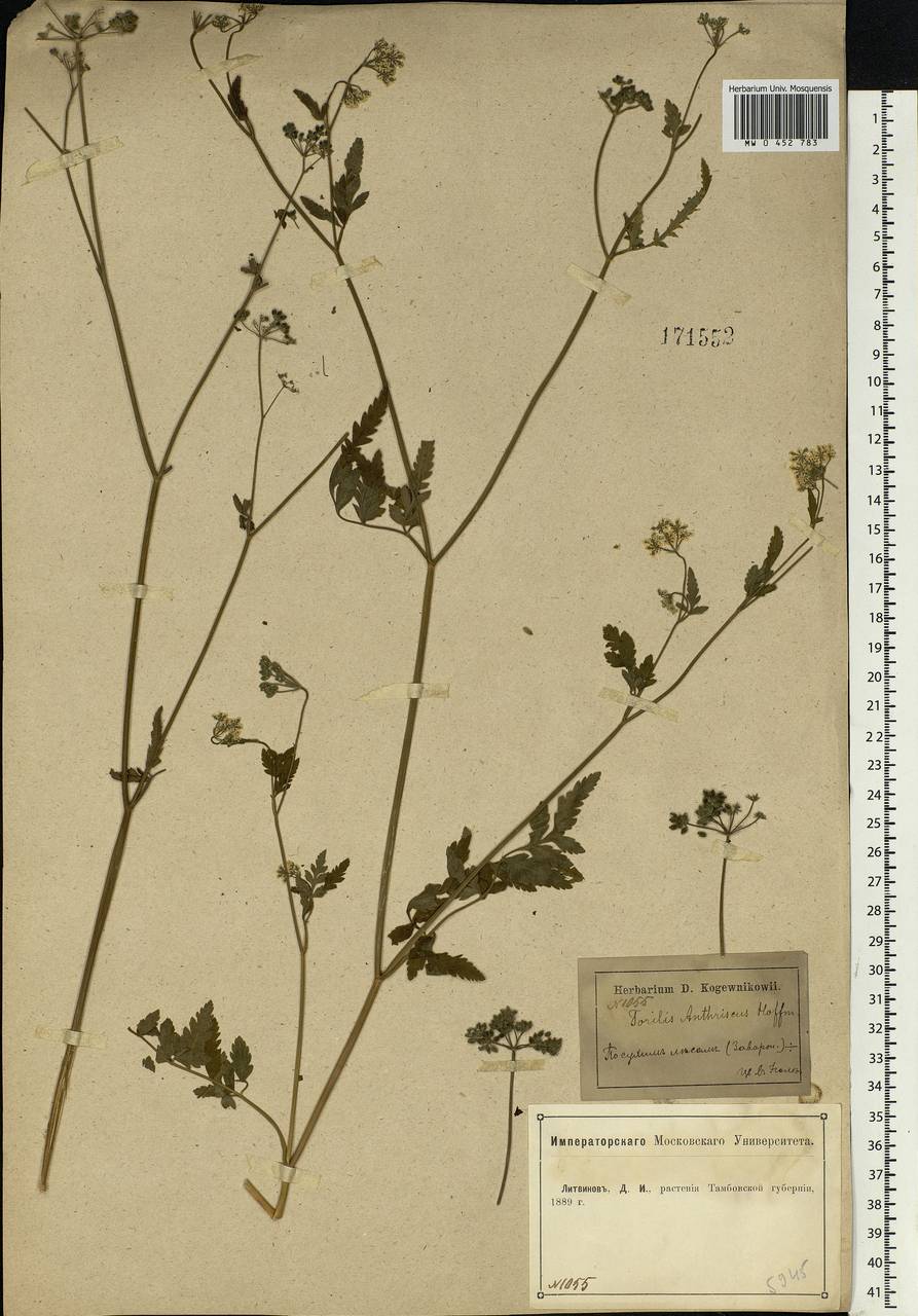 Torilis japonica (Houtt.) DC., Eastern Europe, Central forest-and-steppe region (E6) (Russia)