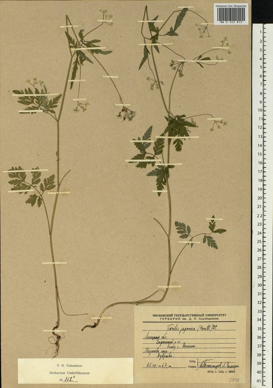 Torilis japonica (Houtt.) DC., Eastern Europe, Central forest-and-steppe region (E6) (Russia)